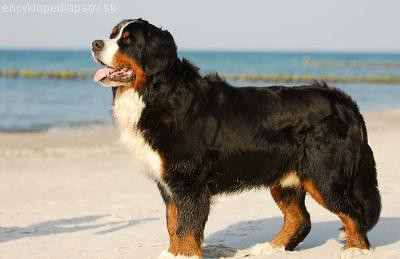 Bernský salašnícky pes