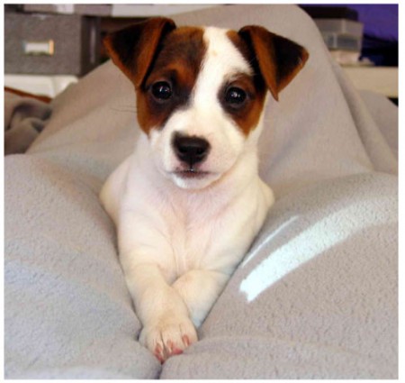 Jack russel teriér