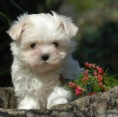/album/fotogaleria/bichon-maltais-jpg/